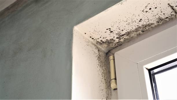 Best Commercial Mold Inspection  in Inglewood, CA