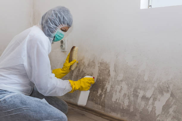 Best Air Quality Testing for Mold Spores  in Inglewood, CA