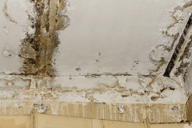Best Asbestos and Lead Testing During Mold Inspection  in Inglewood, CA