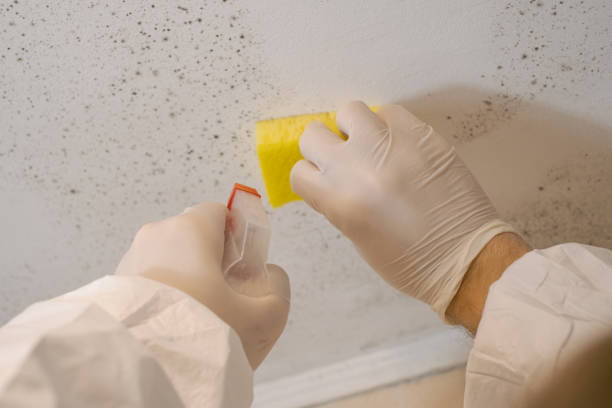 Best Commercial Mold Inspection  in Inglewood, CA
