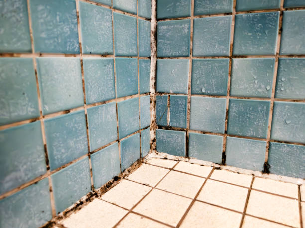Best Post-Construction Mold Inspection  in Inglewood, CA