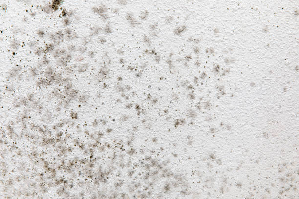 Best Environmental Consulting for Mold Prevention  in Inglewood, CA