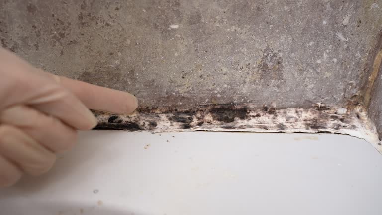 Best Crawl Space Mold Remediation  in Inglewood, CA